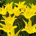 Tulipa fleur de lis 'West Point' PB 10
